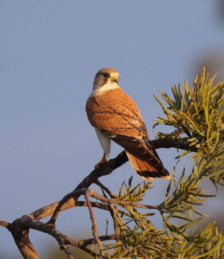 Nankeen Kestral 102.jpg