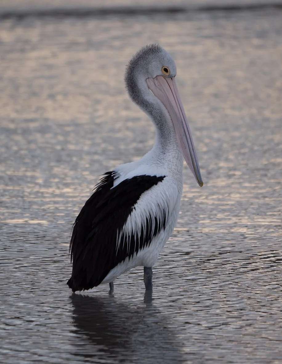 Pelican 4923.jpg