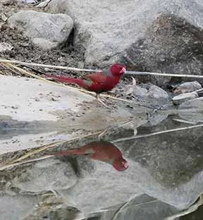 Crimson Finch  1.jpg