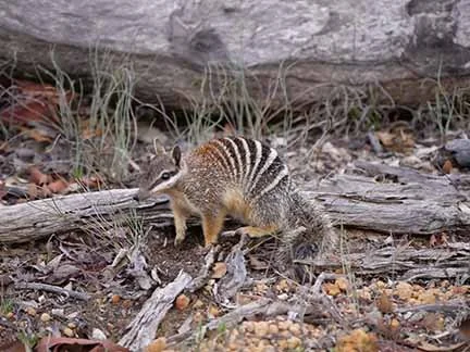 Numbat 739.JPG