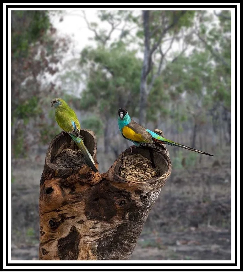 Hooded Parrot 33120 framed.jpg
