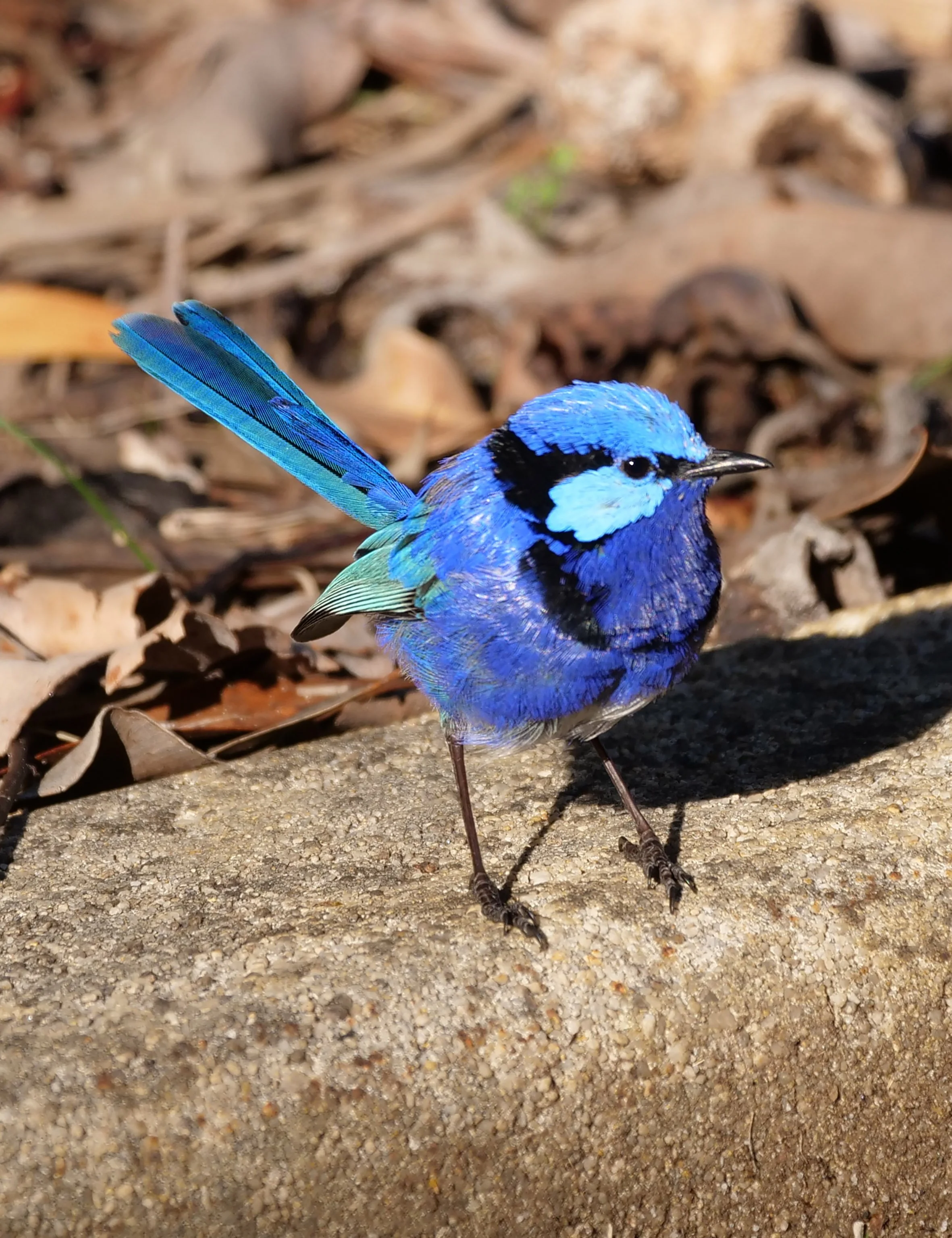 Splendid Fairy Wren 7477 sm.jpg