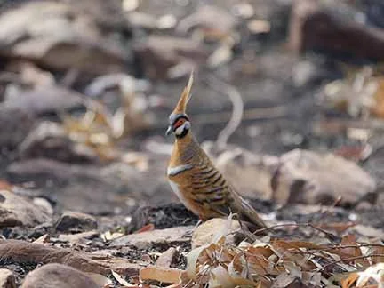 spinifex Pigeon 6.JPG