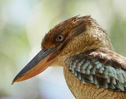 Blue Winged Kookaburra 18.jpg