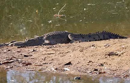 Fresh water Crocodile 2.JPG
