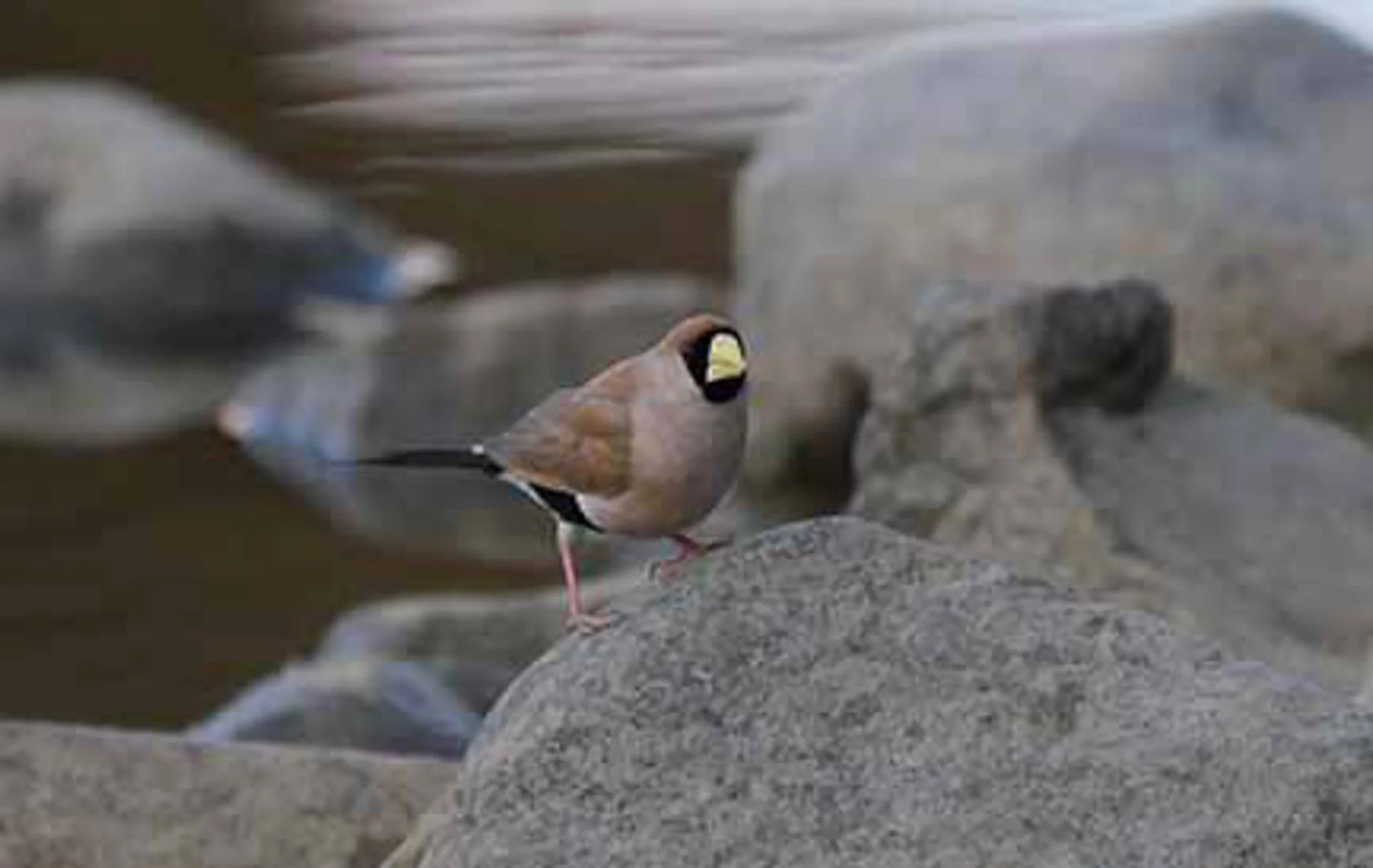 Mask Finch 2.jpg
