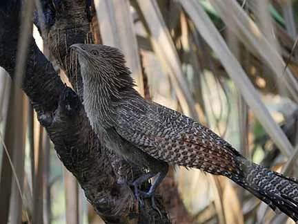 Pheasant Coucal 1.JPG