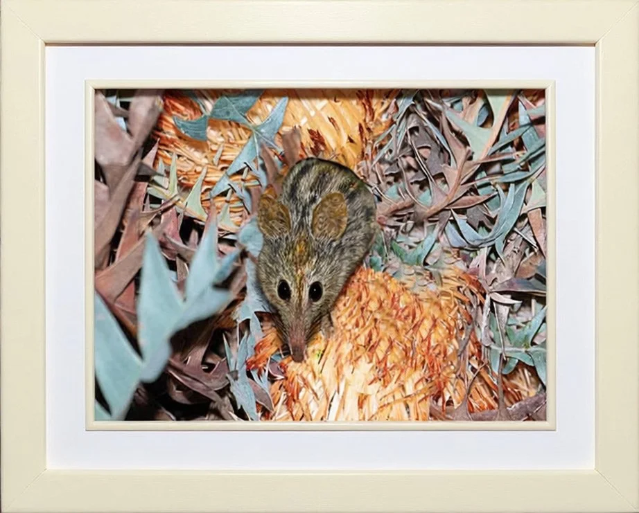 Honey Possum 55927 small framed.jpg