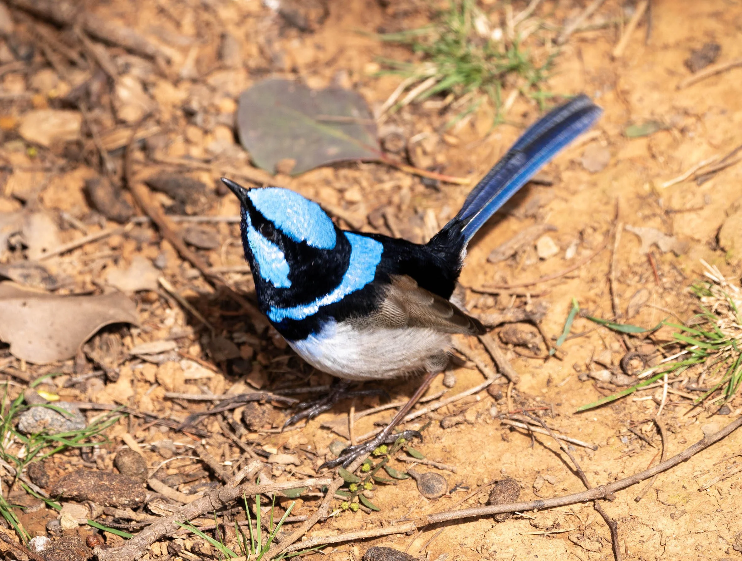 Superb Fairy Wren 6224.jpg
