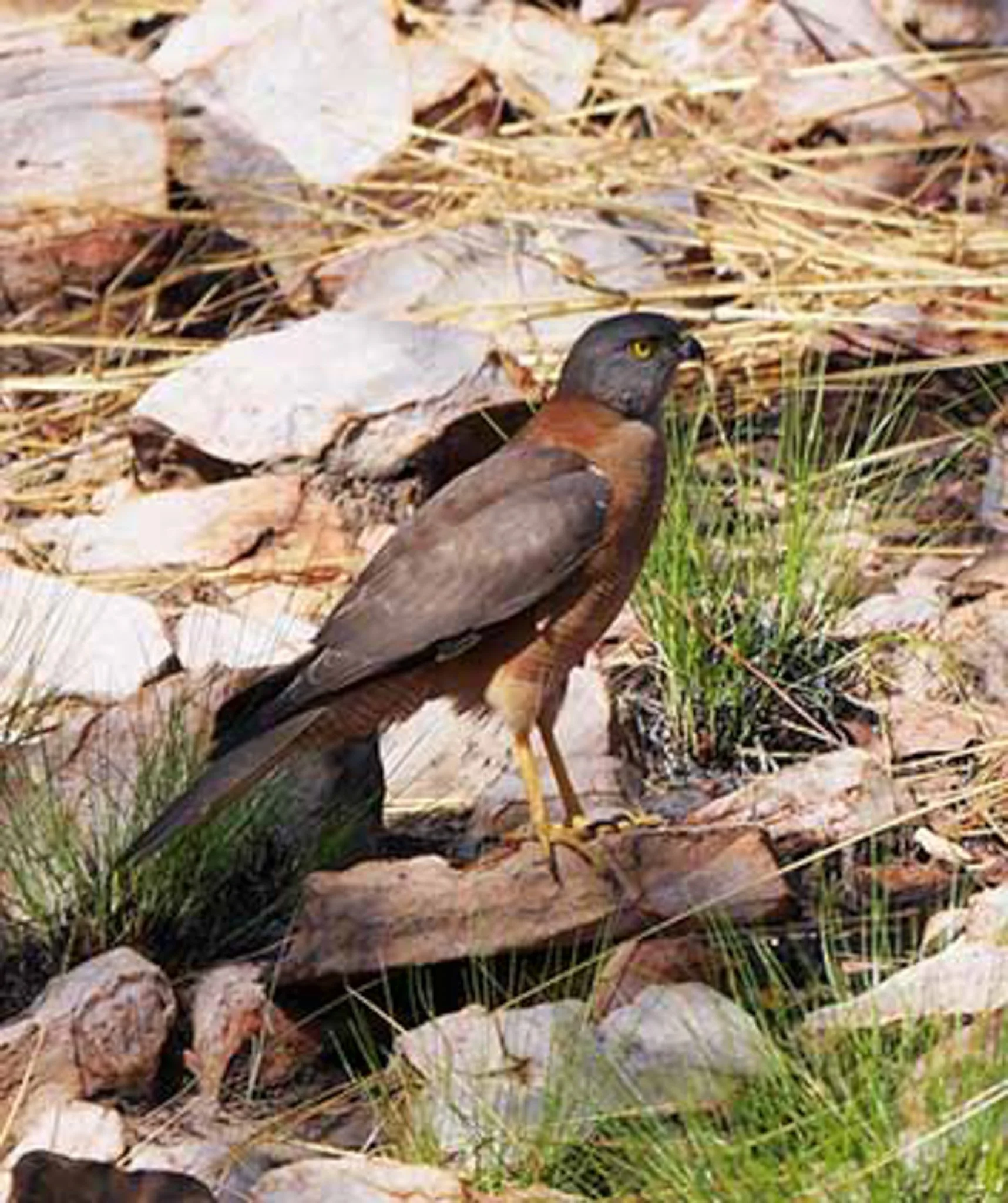 Brown Goshawk 1.jpg