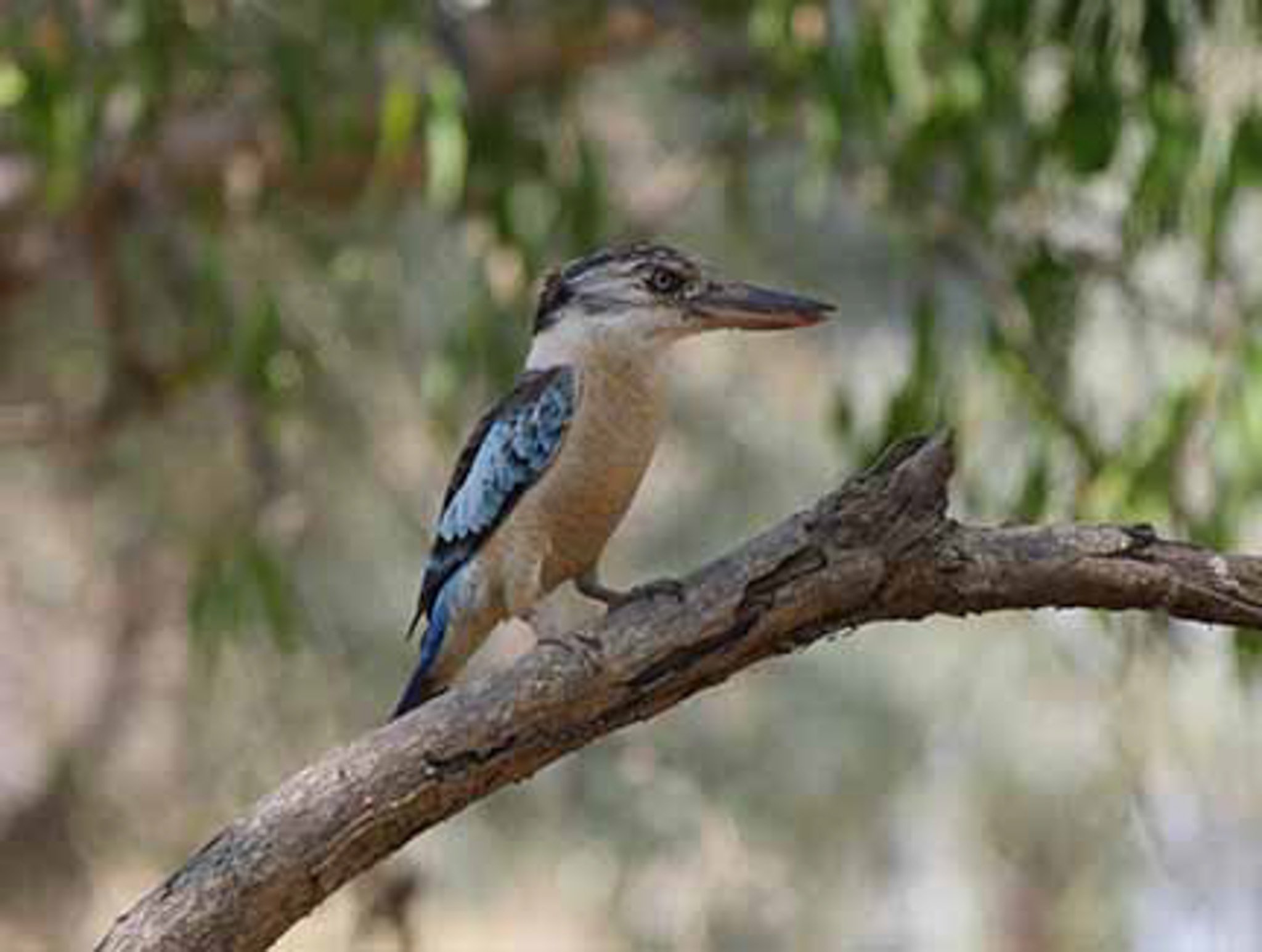 Blue Winged Kookaburra 22.jpg