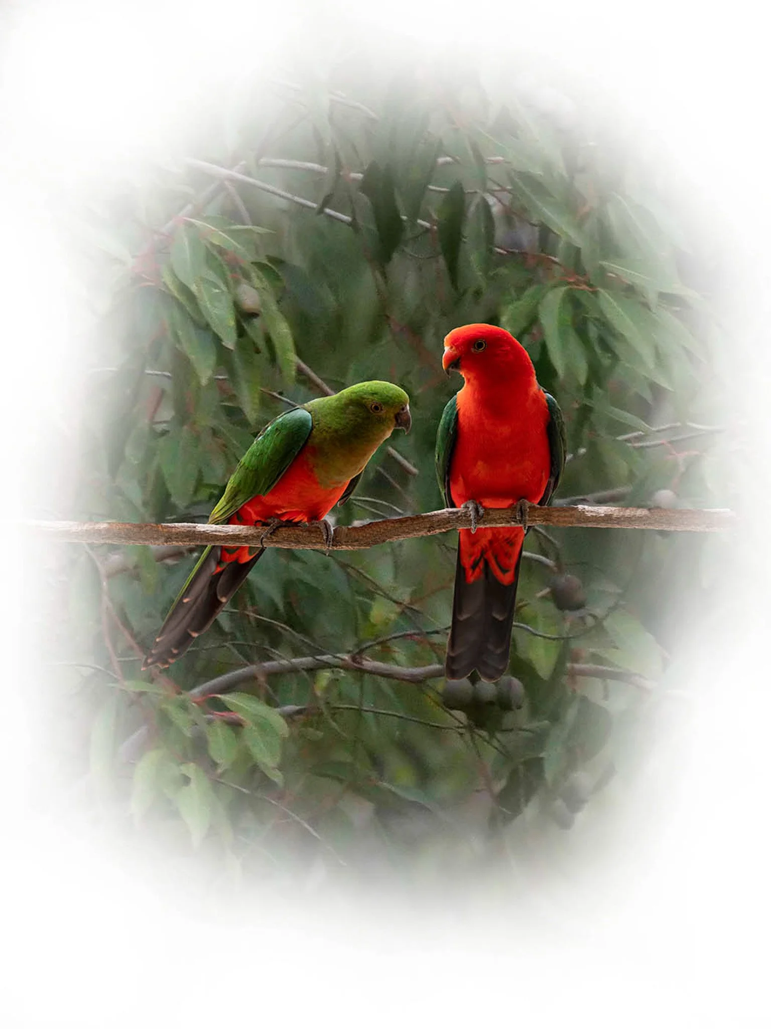 King Parrot 33065 flattened fade.jpg