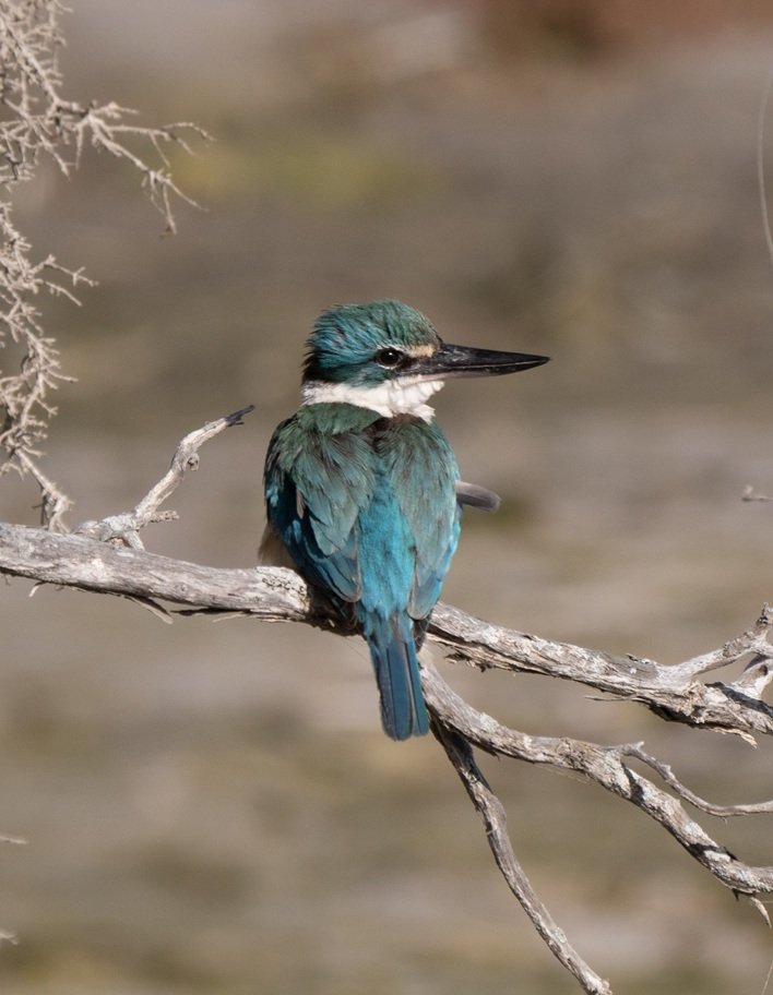 Sacred Kingfisher 4964.jpg