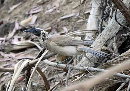Friarbird 1.jpg