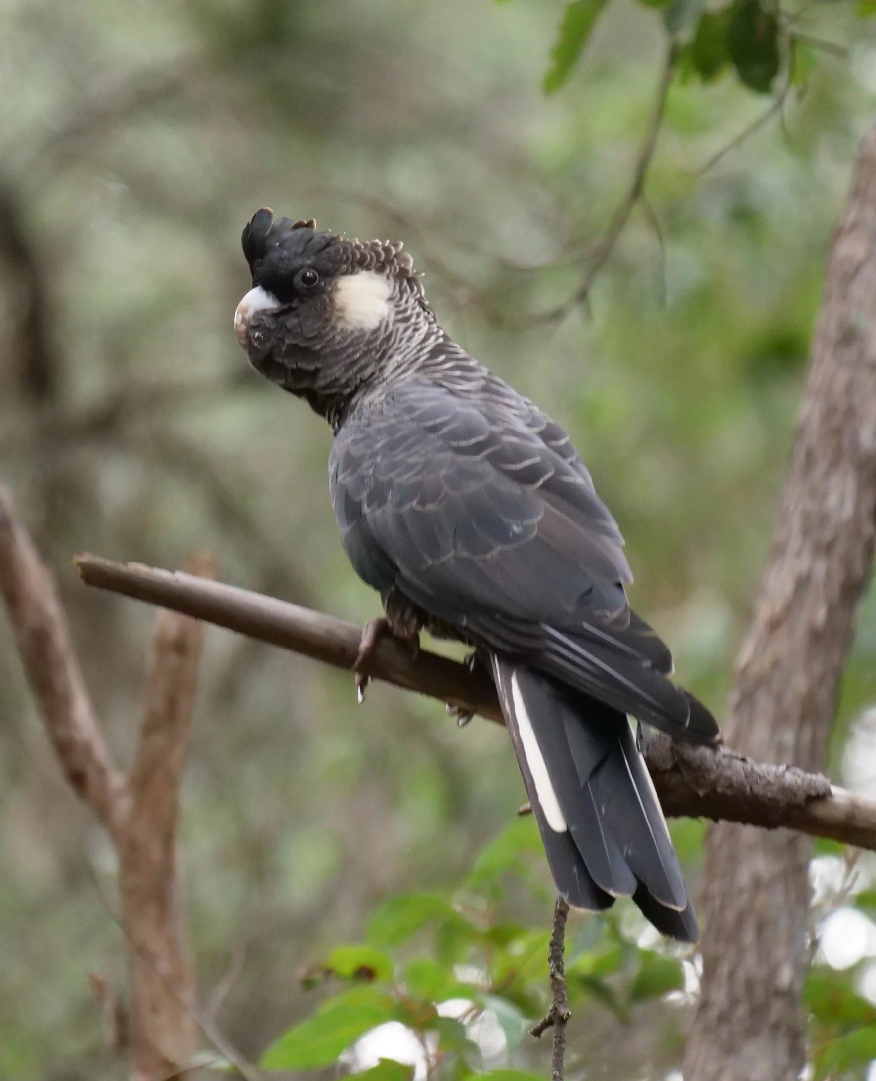 WTBlack Cockatoo 9.JPG