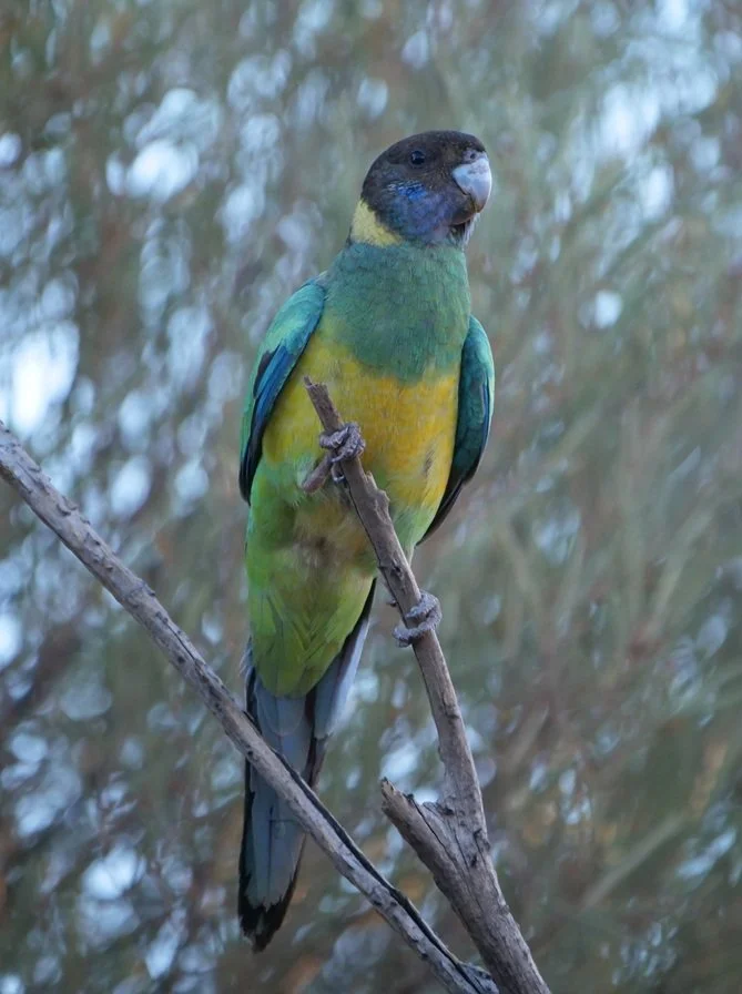 Port Lincoln Parrot 5174.JPG