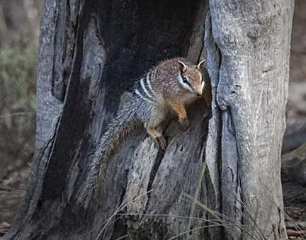 Numbat 501.jpg