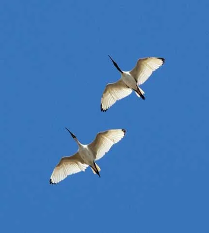 Ibis 1.jpg