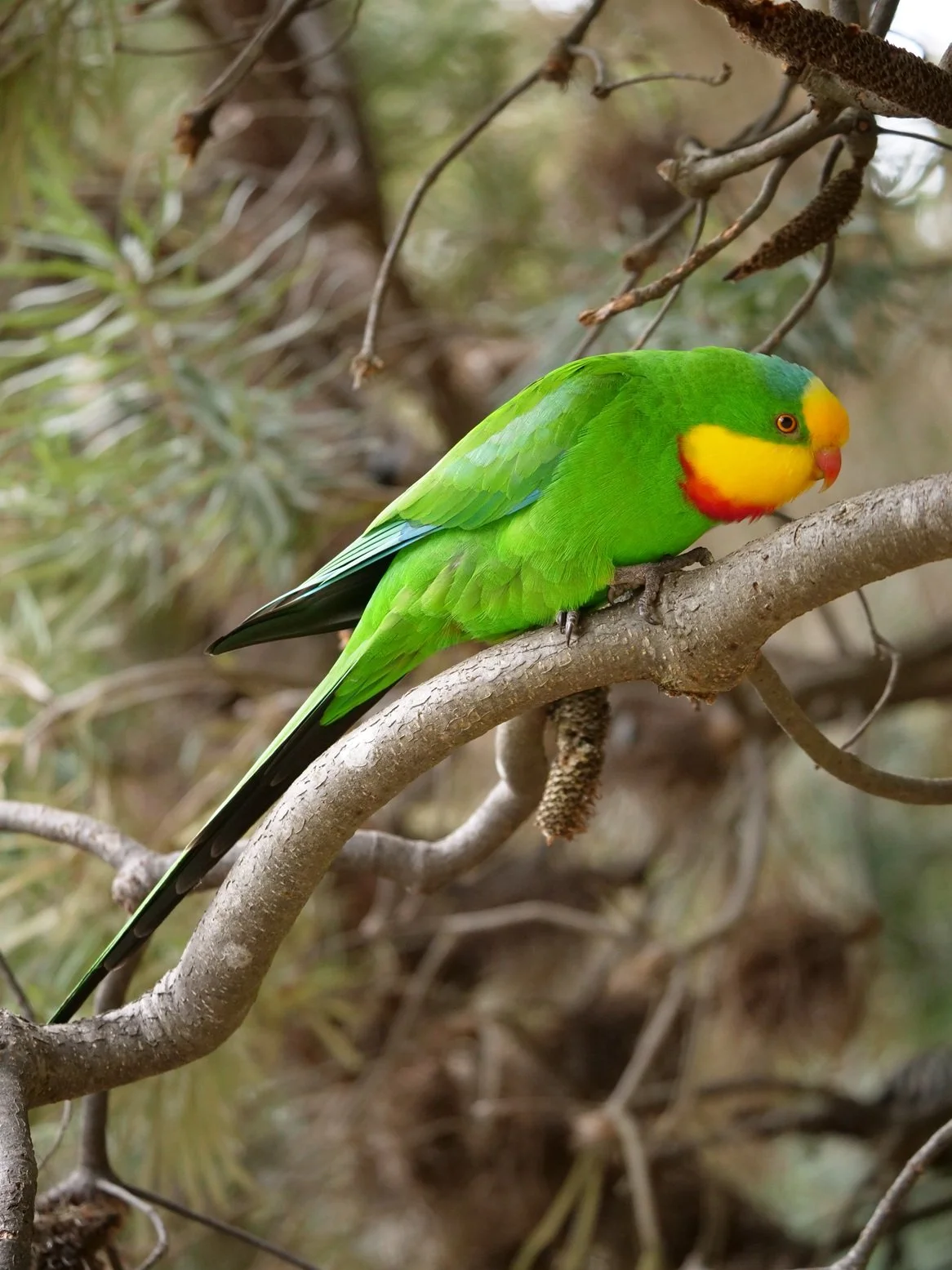 Superb Parrot 6481.JPG