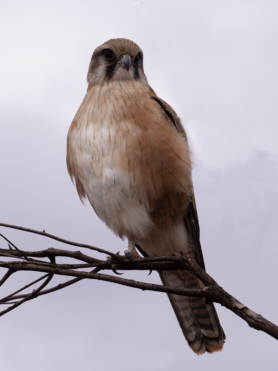 Nankeen Kestral 5865.jpg
