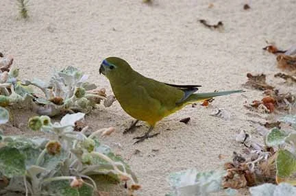 rock parrot 18.JPG