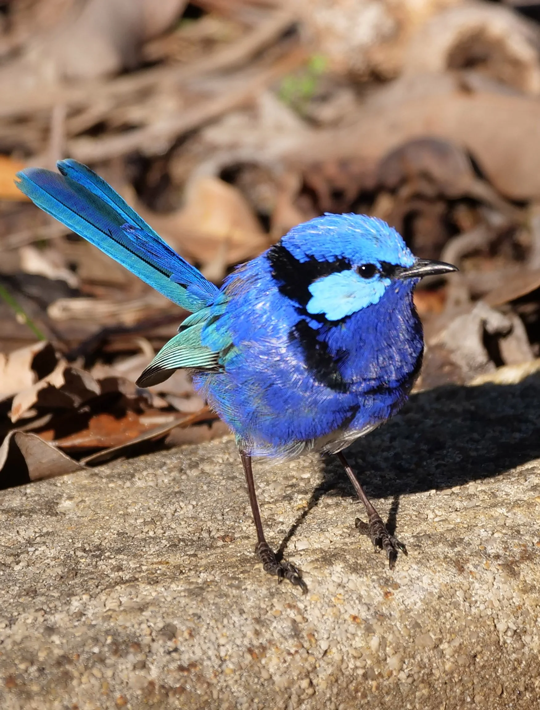Splendid Fairy Wren 7477 sm copy.jpg