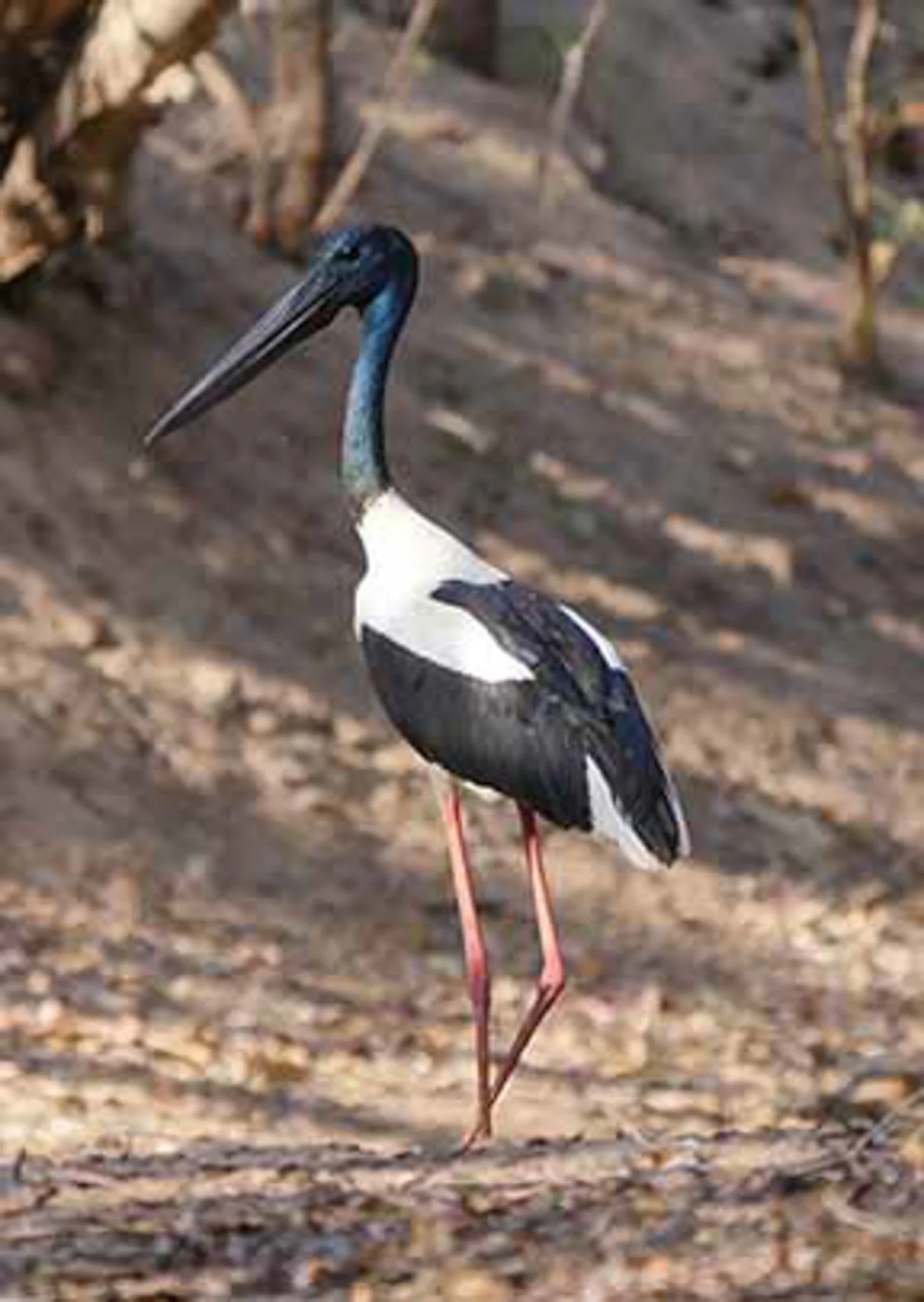 Black necked Stork 1.jpg
