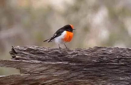 Flame Robin 2.JPG