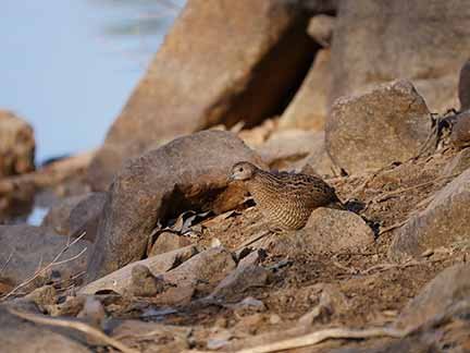 Brown Quail 1.JPG