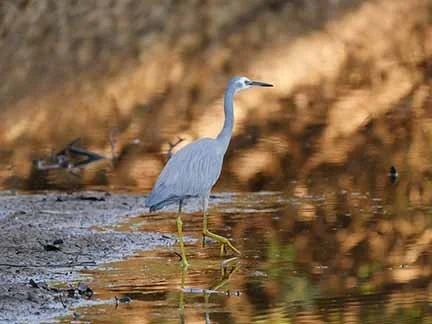 White Faced heron 4.jpg