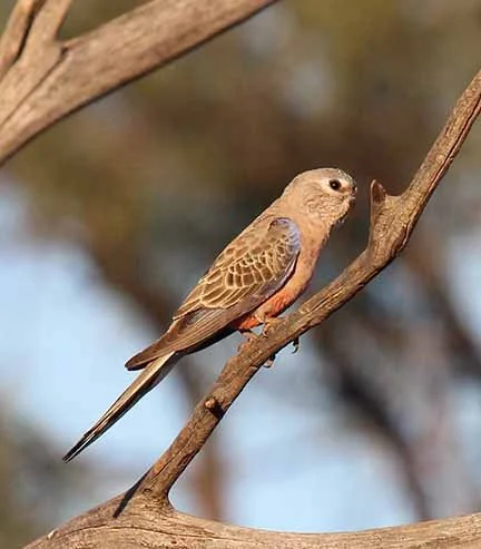 Bourke Parrot 3.jpg