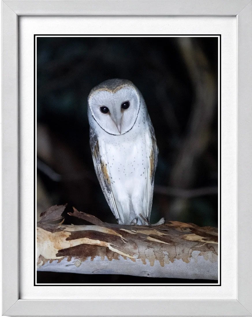 Barn Owl 5710 frame.jpg