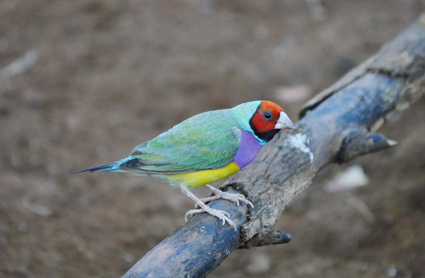 Gouldian Finch 2.jpg