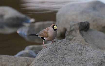 Mask Finch 2.jpg
