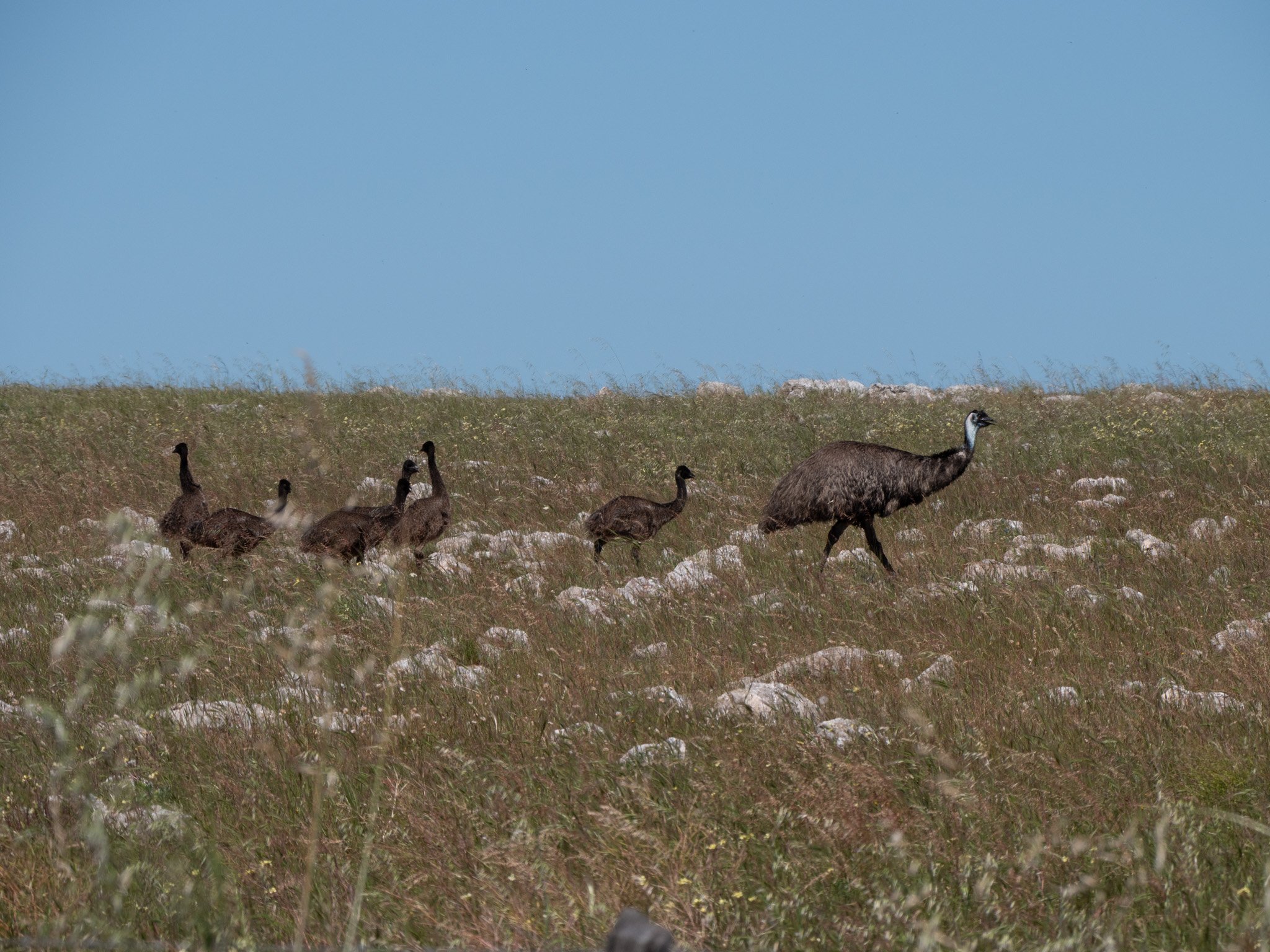 Emu 11412.jpg