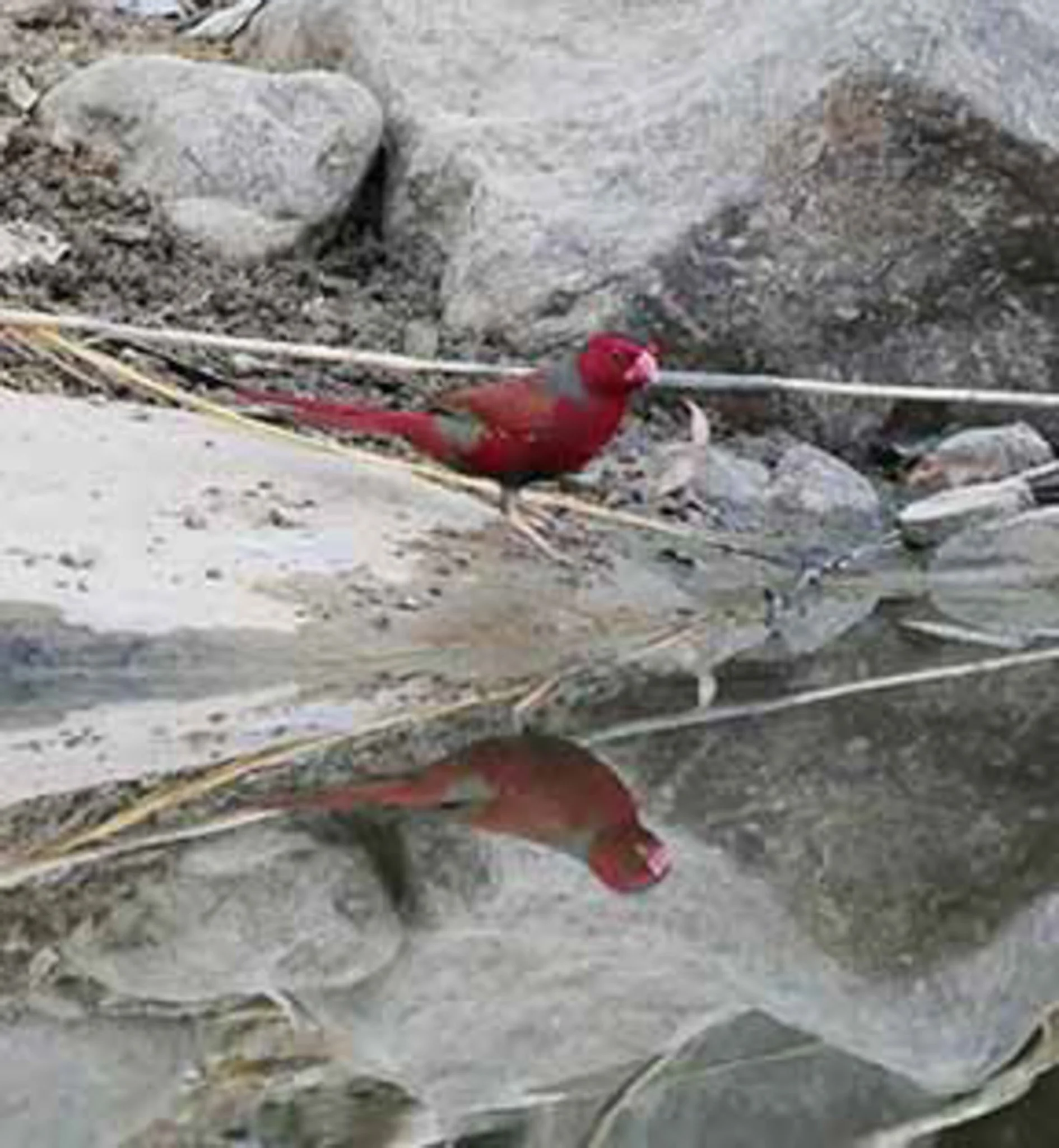 Crimson Finch  1.jpg