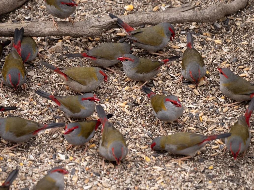 Red Browed Finches 6420.jpg