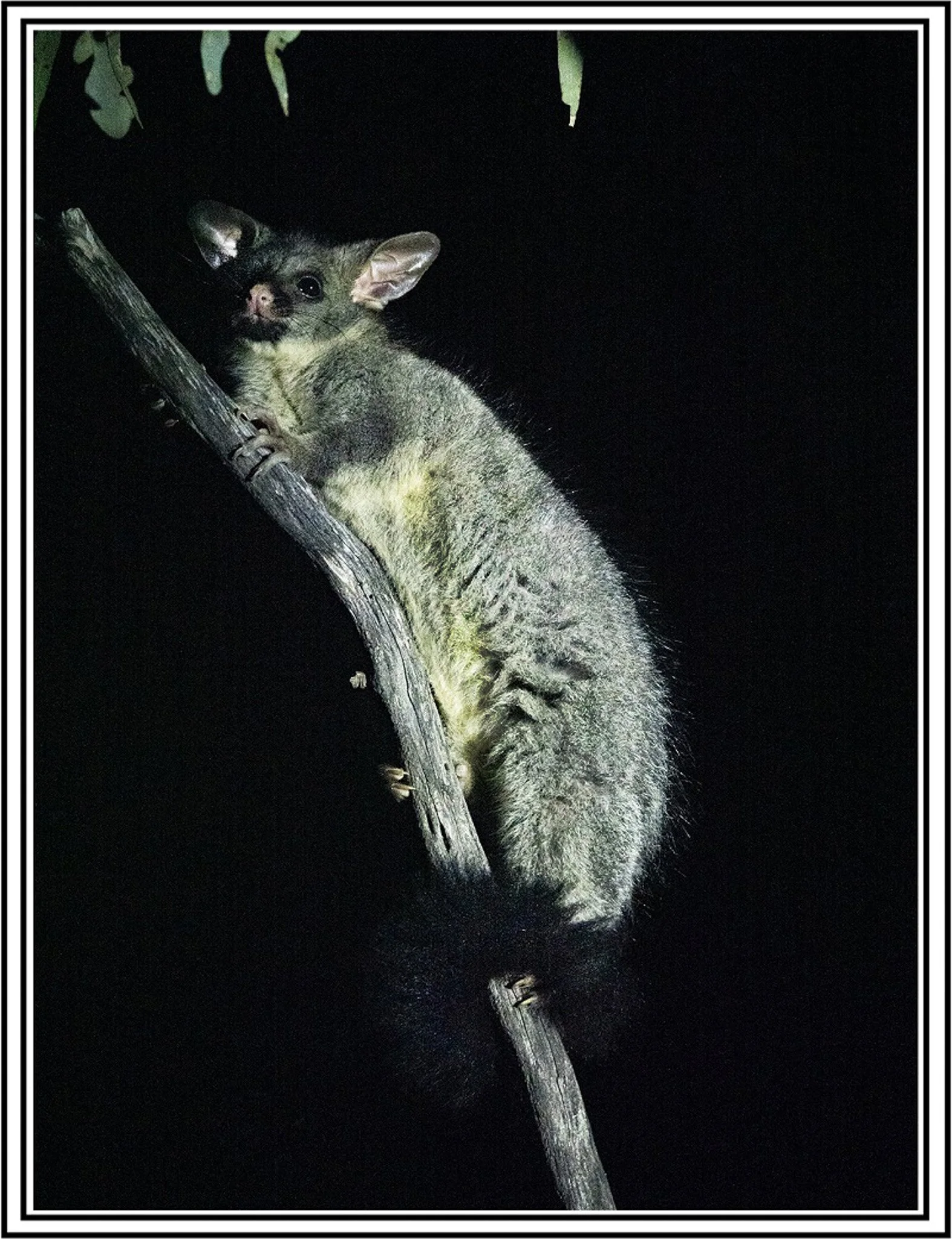 Brush Tailed Possum 11852 framed.jpg