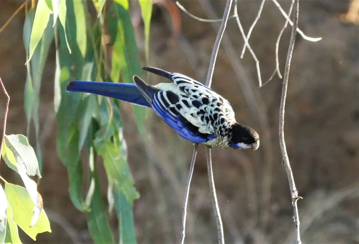 Northern Rosella 1.jpg