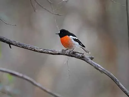 Flame robin 1.JPG