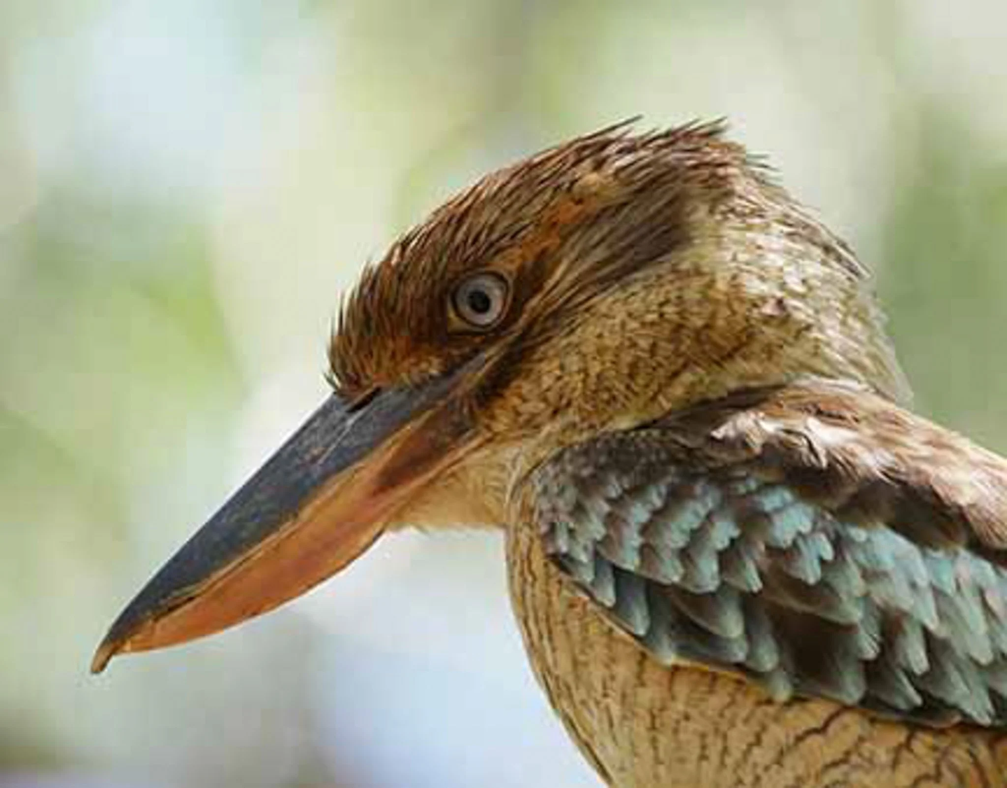 Blue Winged Kookaburra 18.jpg
