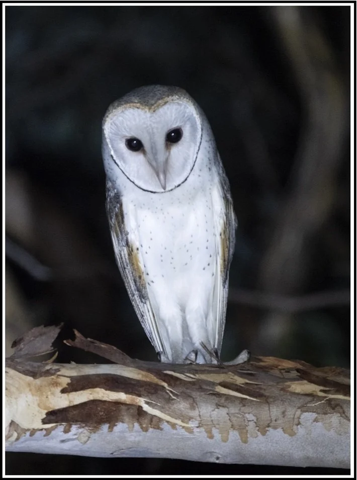 Barn Owl 5710.jpg