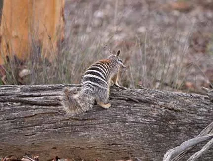 Numbat 784.JPG