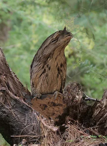 Tawny Frog Mouth 1063.jpg