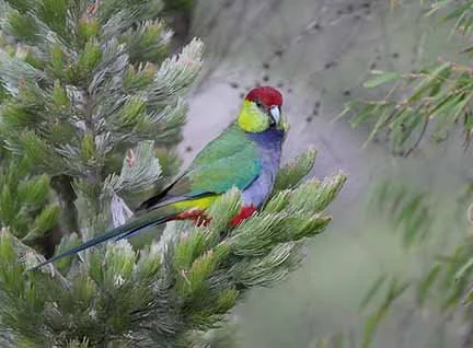 Western Red Capped Parrot 1.jpg