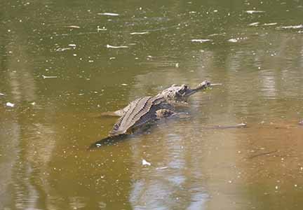 Fresh Water Crocodile 1.JPG