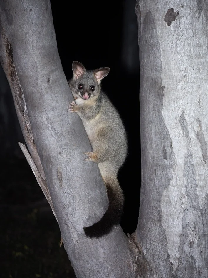 Brush tailed Possum 4664a.jpg