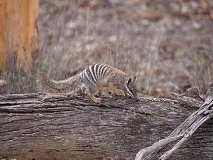 Numbat 789.JPG