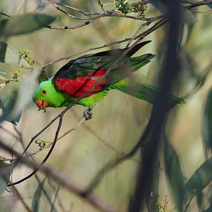 Red Winged Parrot 1.jpg