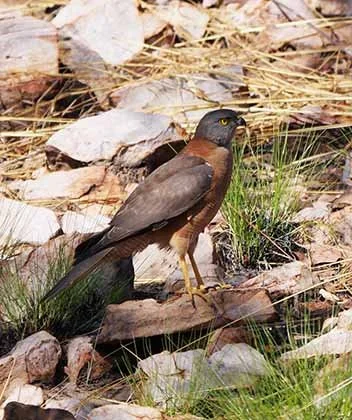 Brown Goshawk 1.jpg